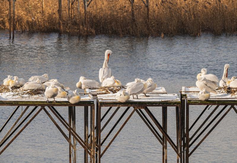 ptice, jezero, priroda  - Pjesma ptica na jezeru Manyas najavljuje proljeće u Turskoj